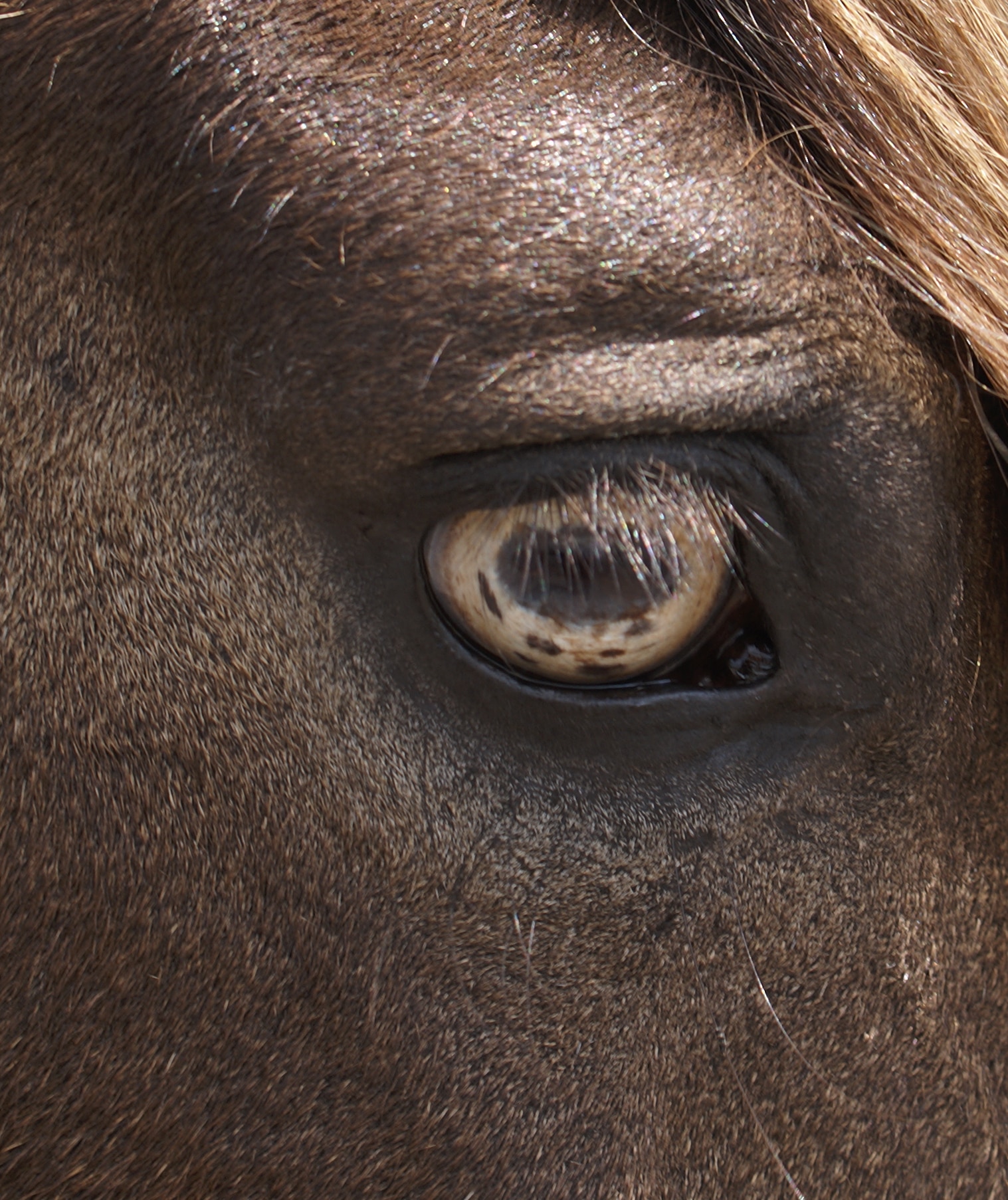 Paso Fino eye